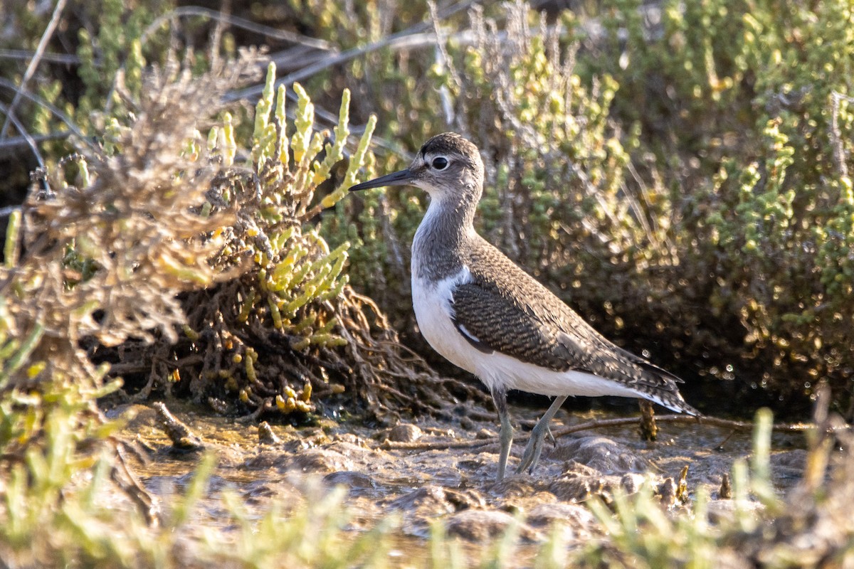 Common Sandpiper - ML603416511