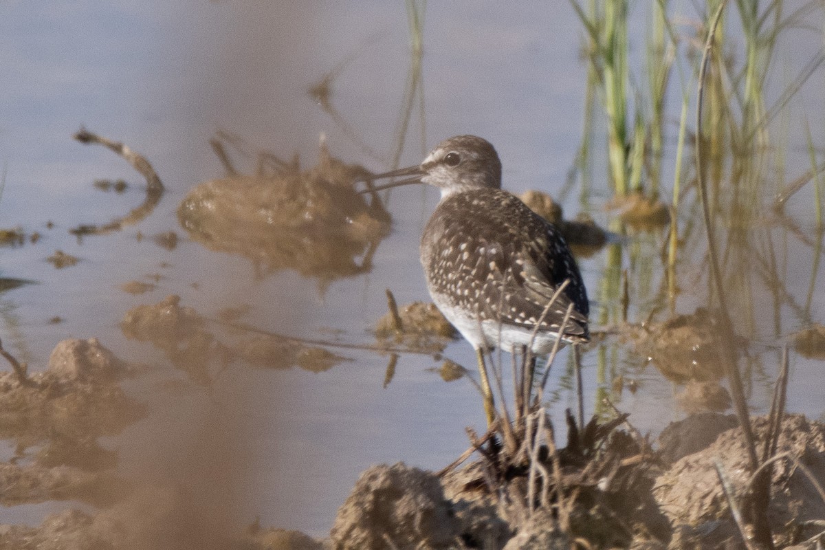 Wood Sandpiper - ML603416621