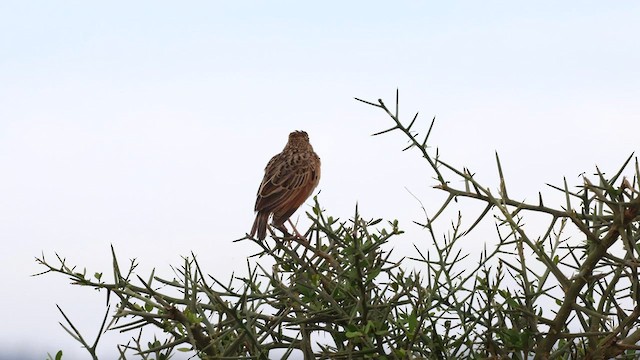 Rufous-naped Lark - ML603416691