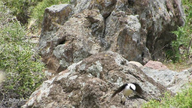 Eastern Black-eared Wheatear - ML603416821