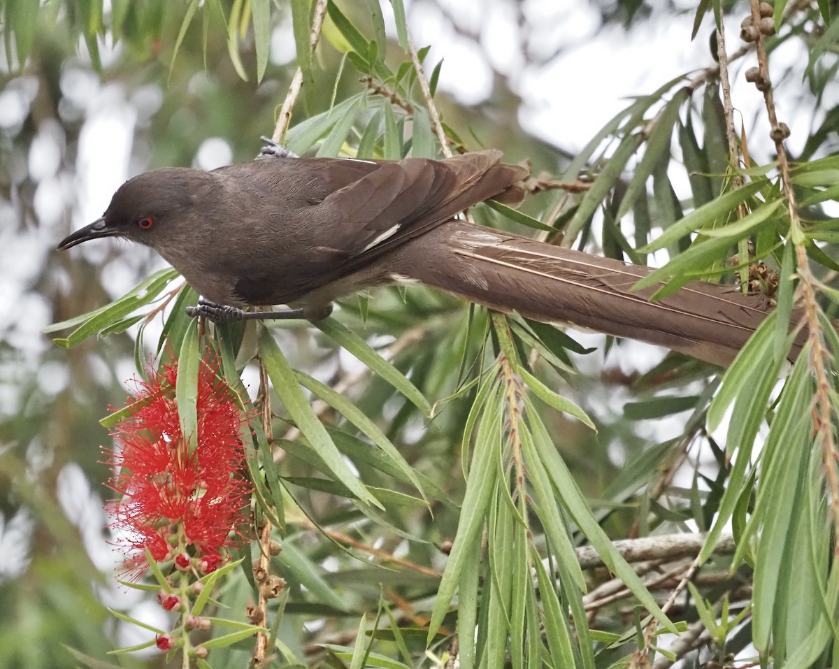 Long-tailed Sibia - ML603417251