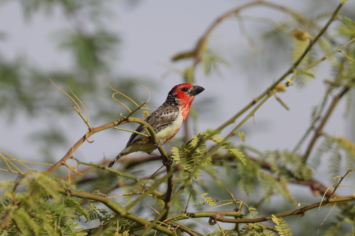 Vieillot's Barbet - Mark Piazzi