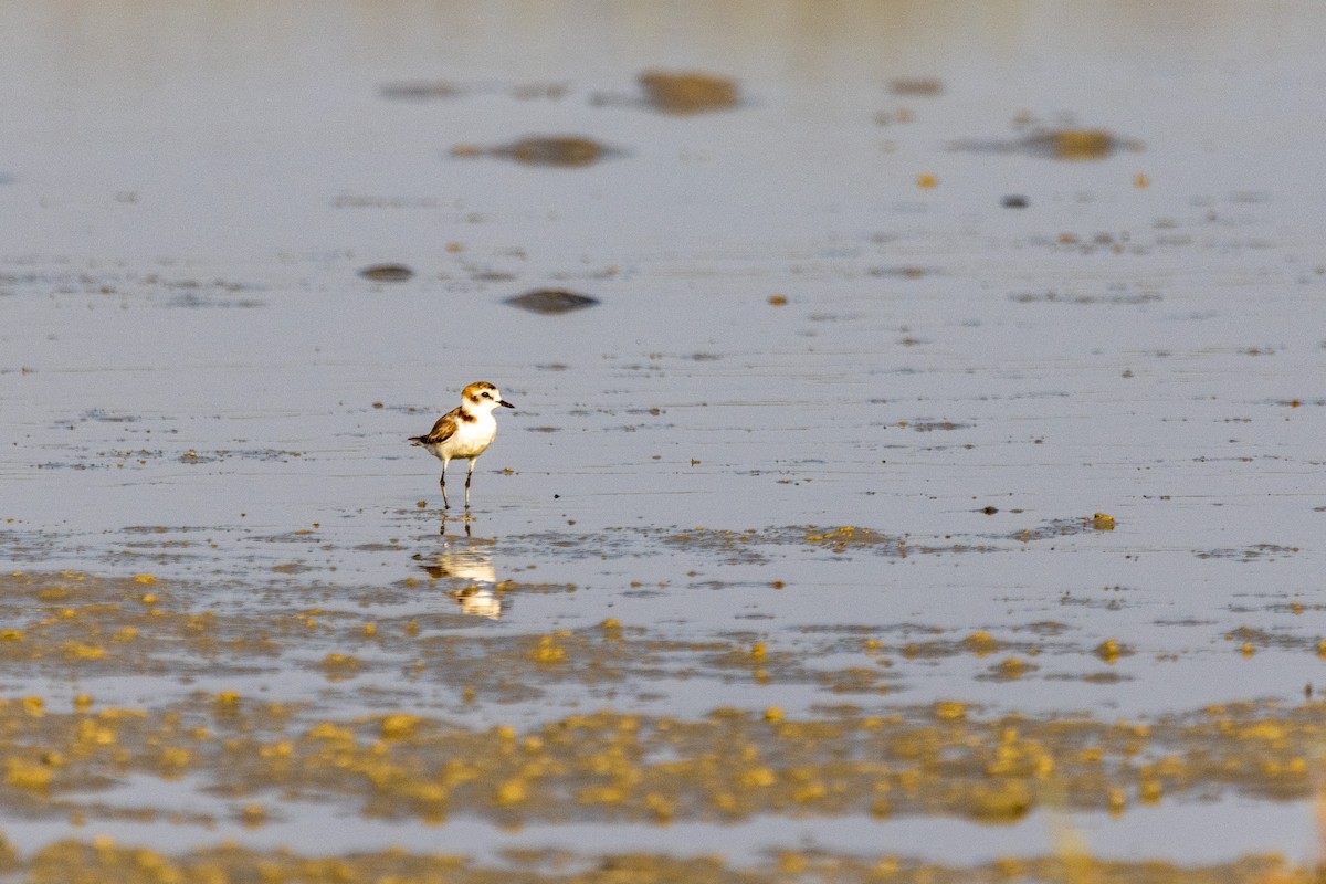 Kentish Plover - YILMAZ TANIYICI