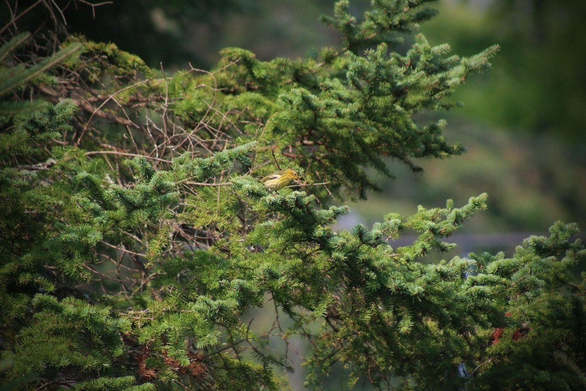 Cape May Warbler - Abby Ciona