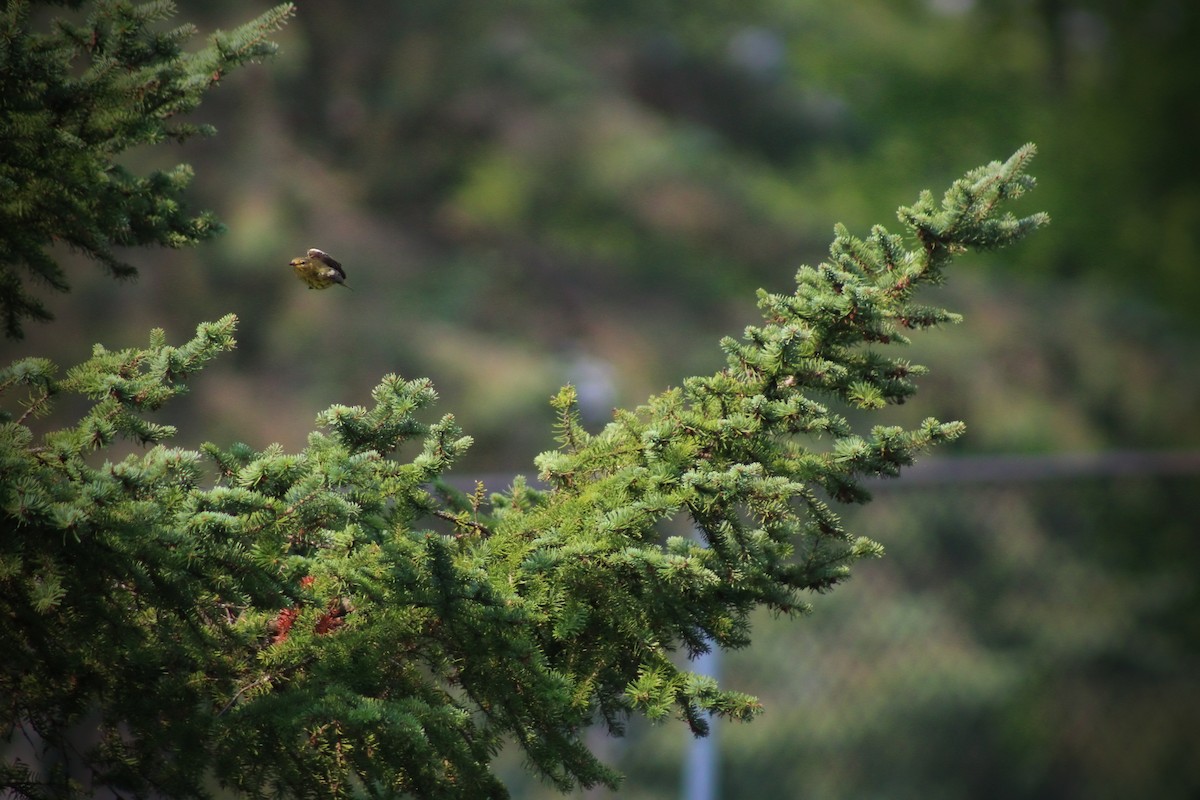 Cape May Warbler - Abby Ciona