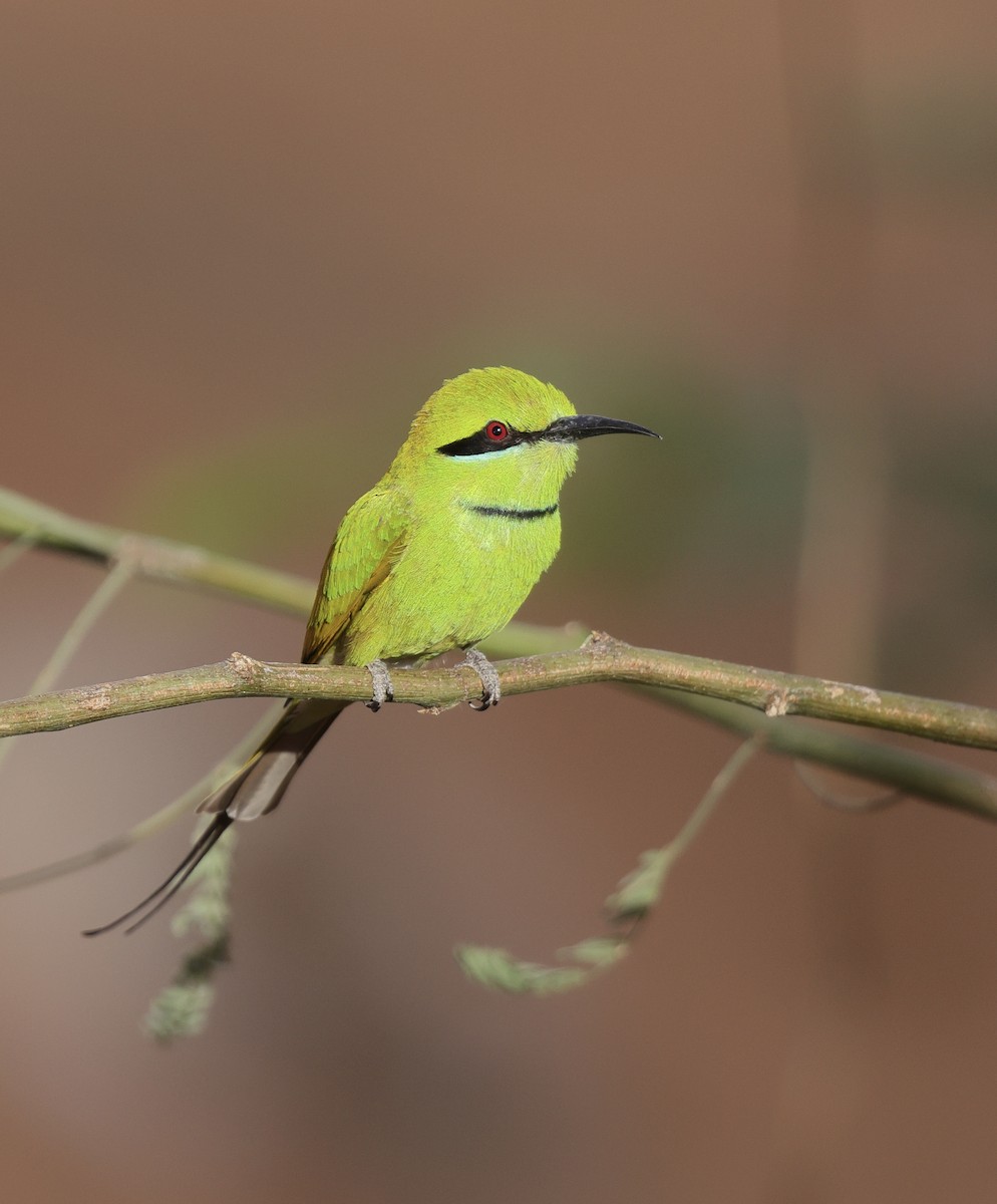 Little Bee-eater - Mark Piazzi