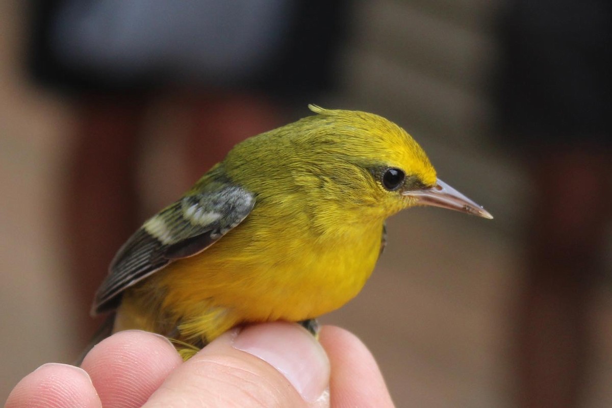 Blue-winged Warbler - ML603418731