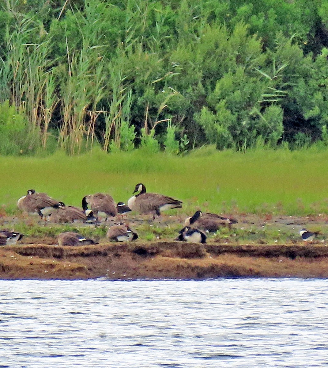 Black Skimmer - ML603418831