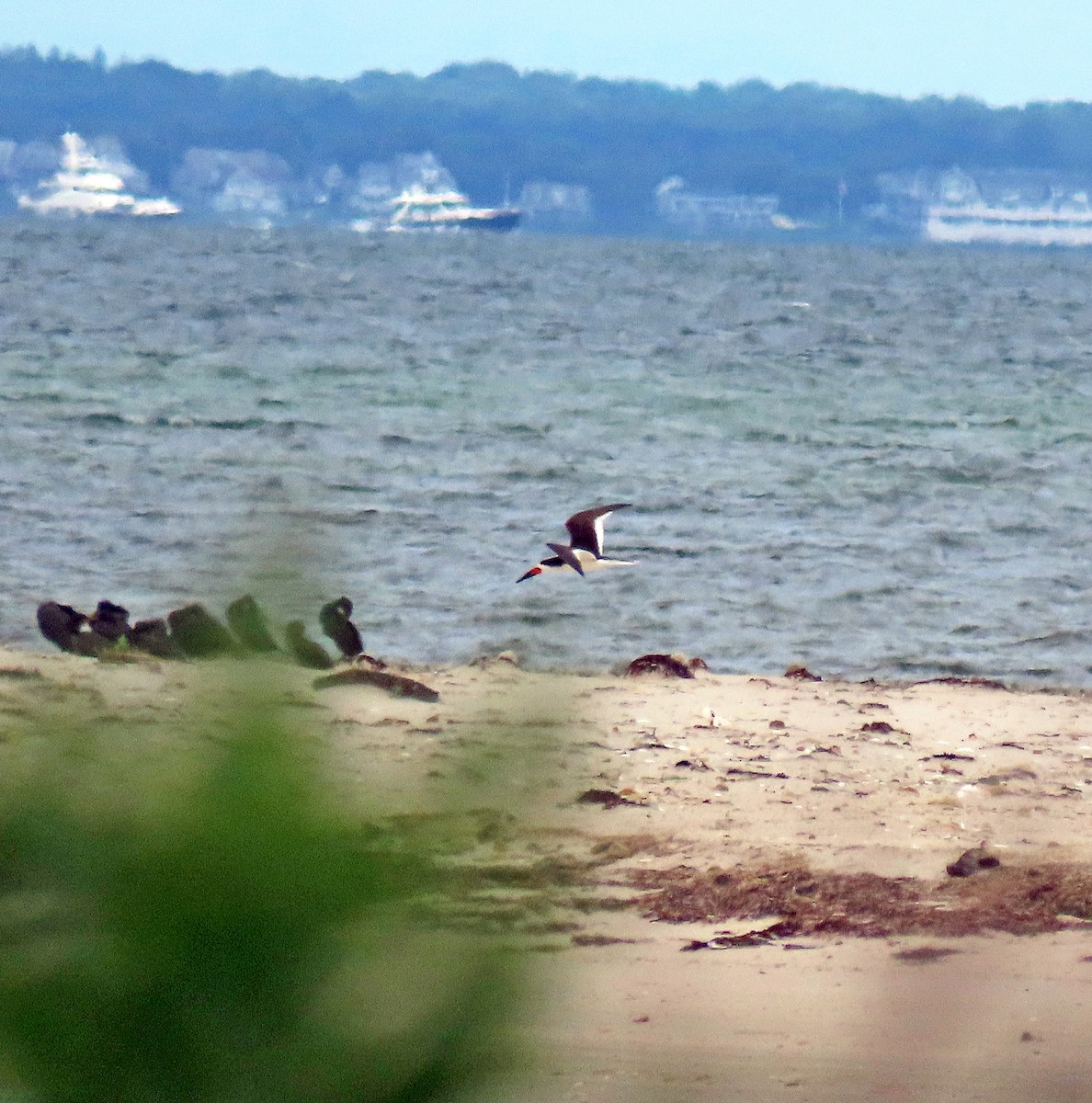 Black Skimmer - ML603418861