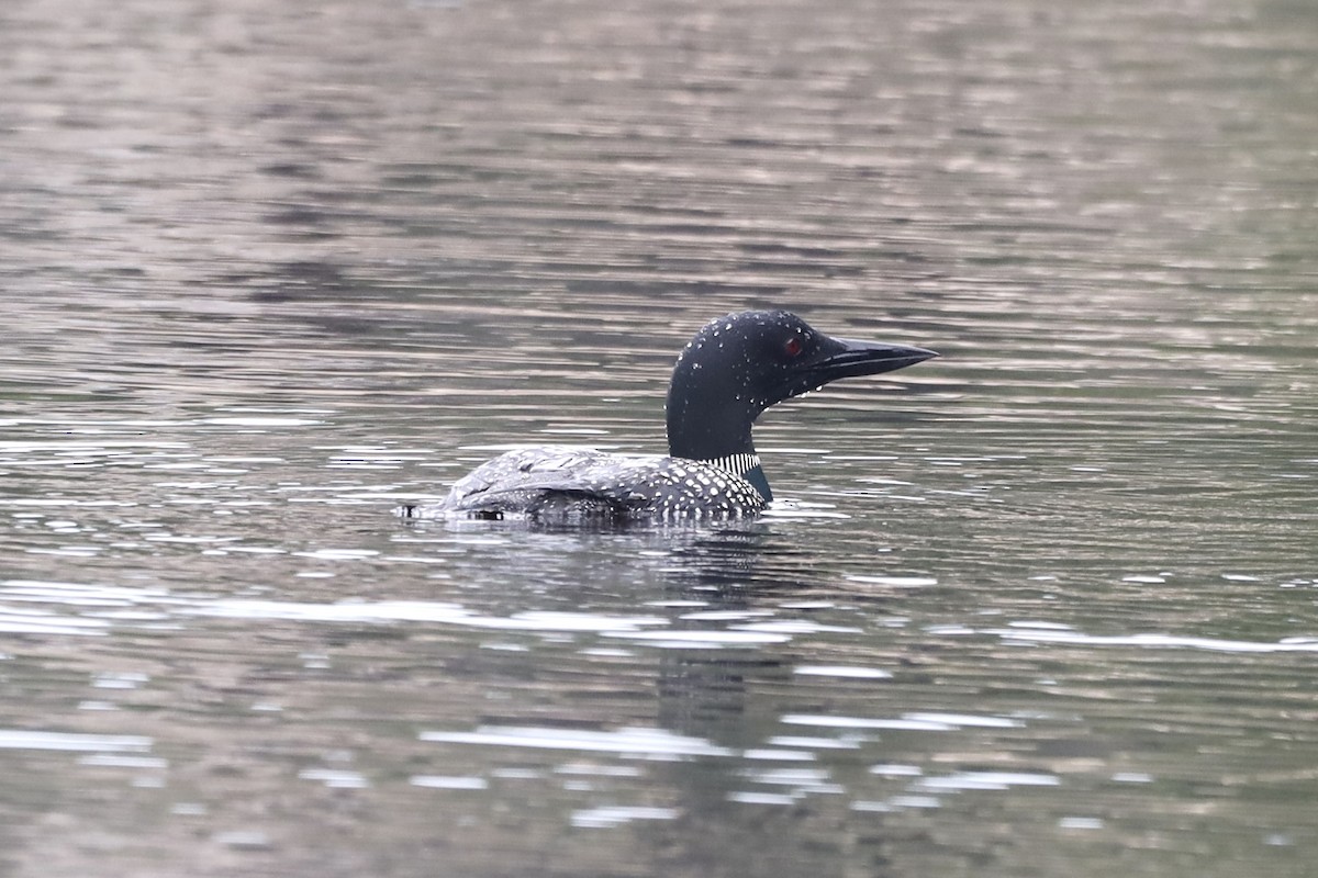 Plongeon huard - ML603418951