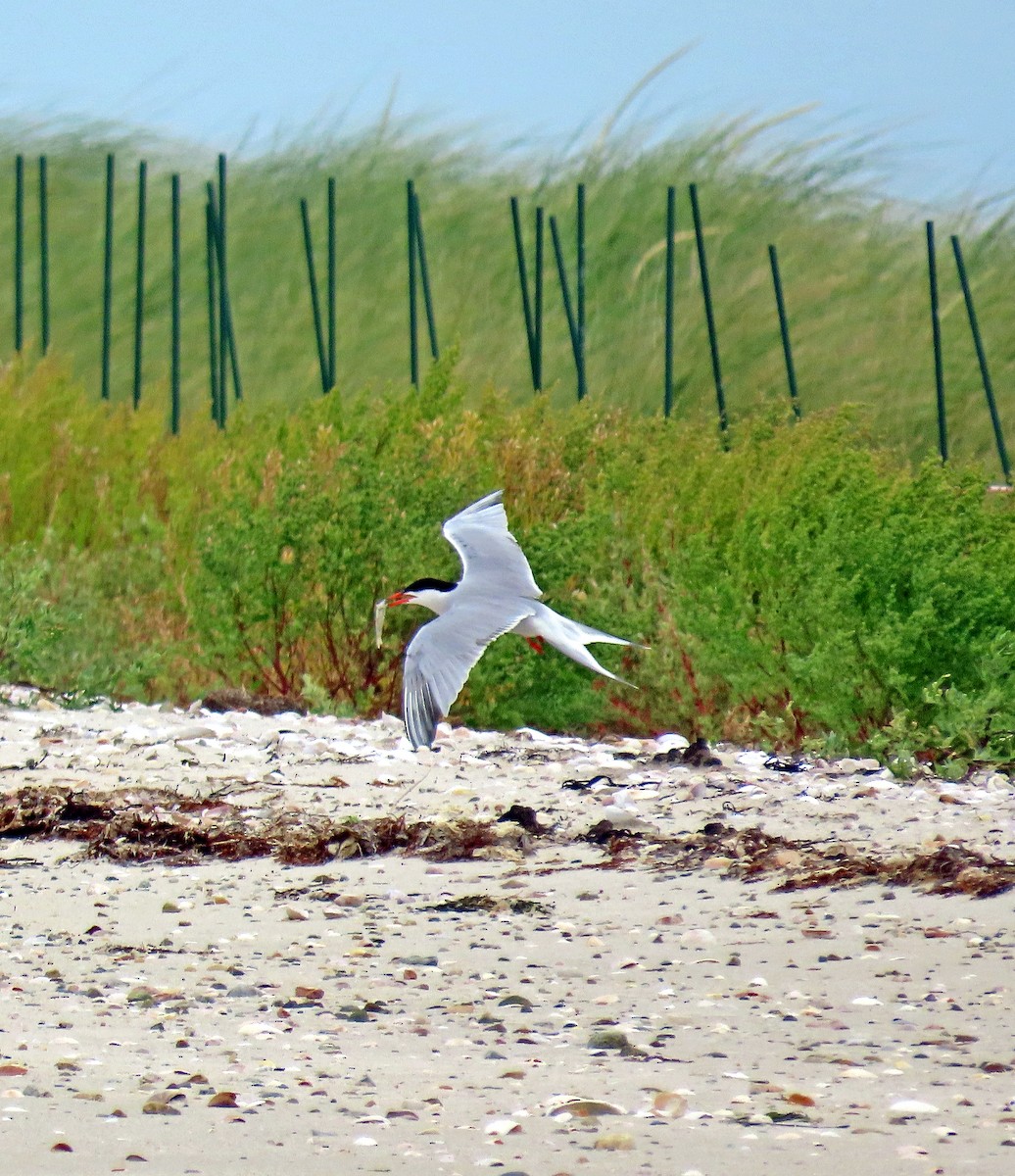 Common Tern - ML603419061