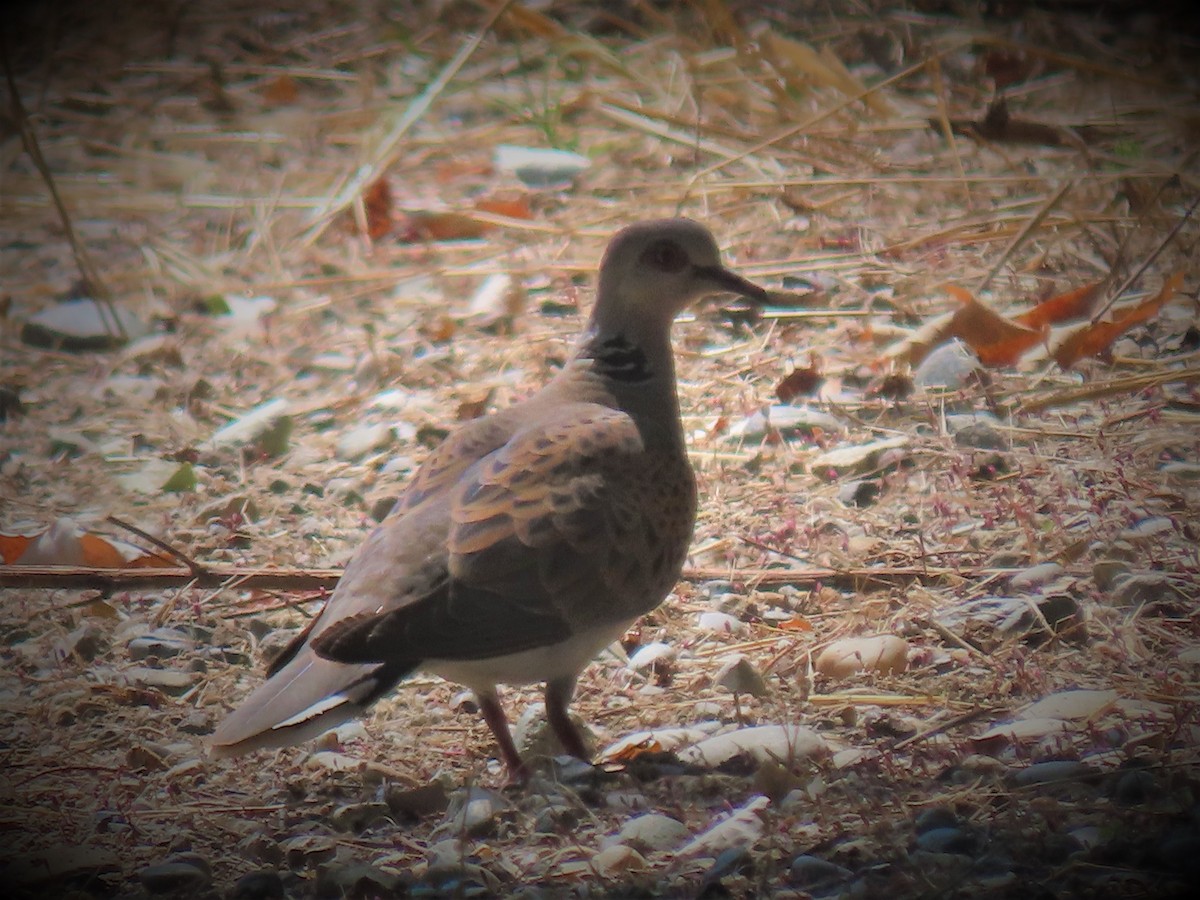 Өрнийн хүүрзгэнэ - ML603419091