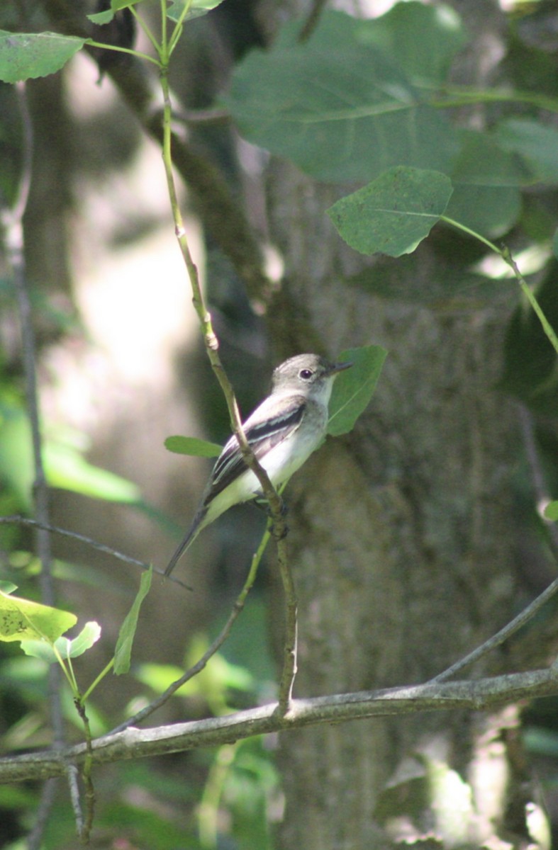 Least Flycatcher - ML603419241