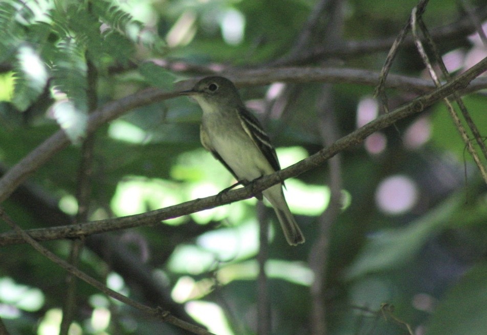 Least Flycatcher - ML603419251