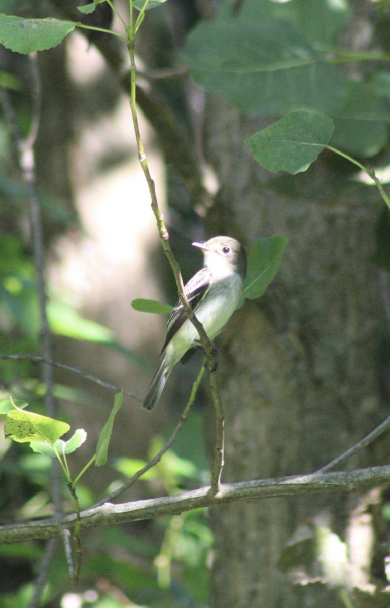 Least Flycatcher - ML603419271