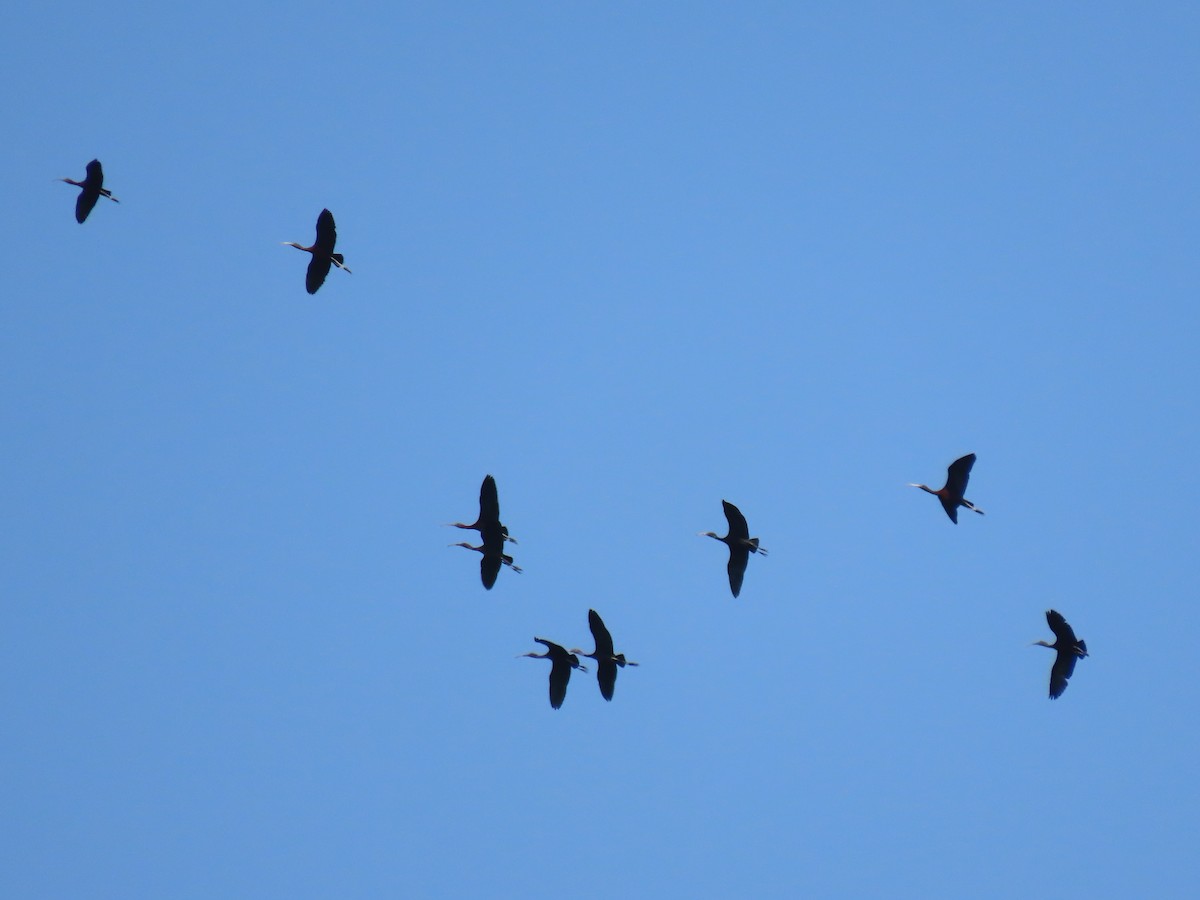 Гялаан билүүс - ML603419821