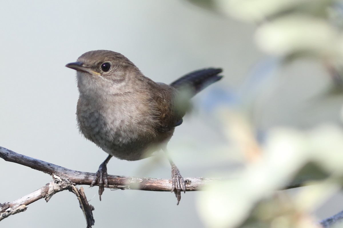 House Wren - Irene Crosland