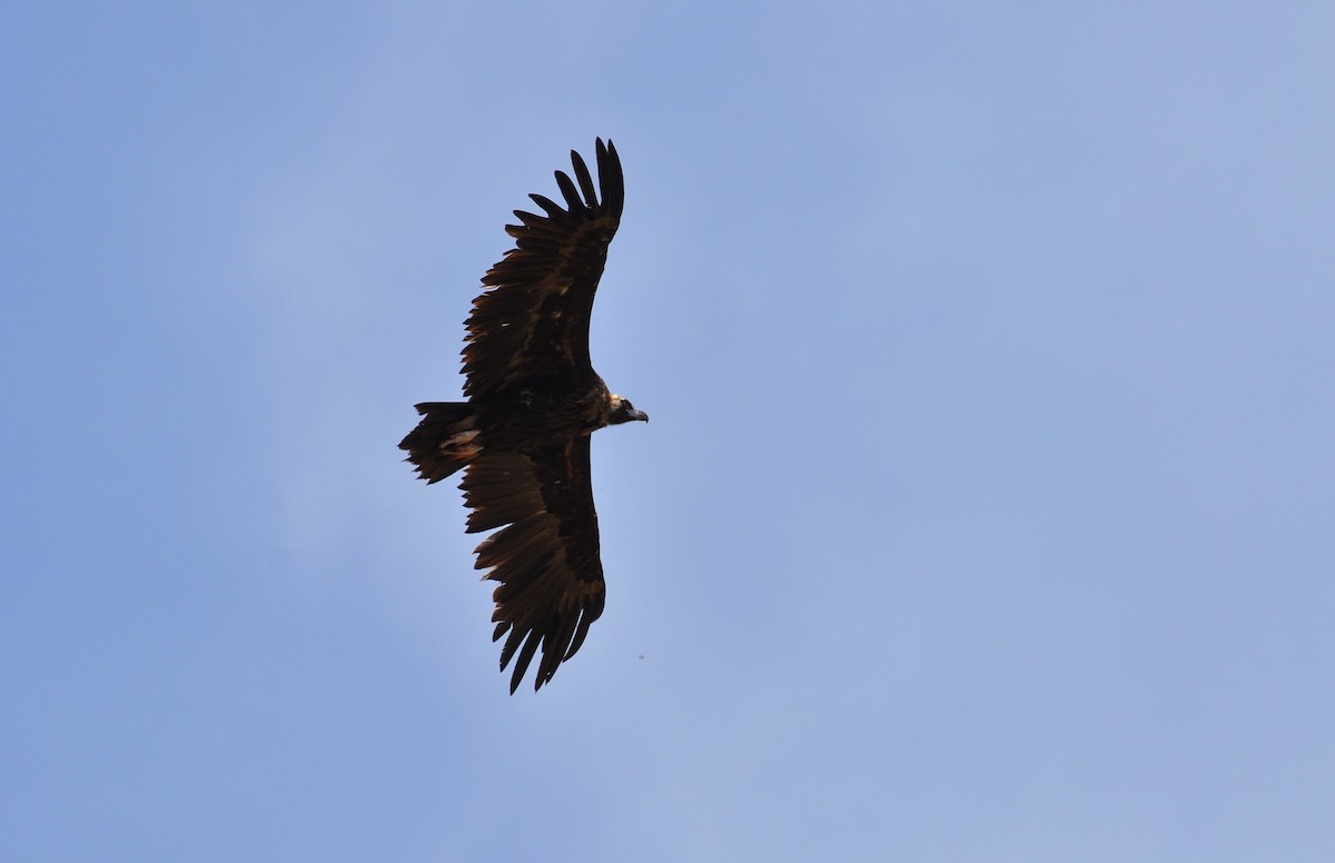 Cinereous Vulture - ML603422201
