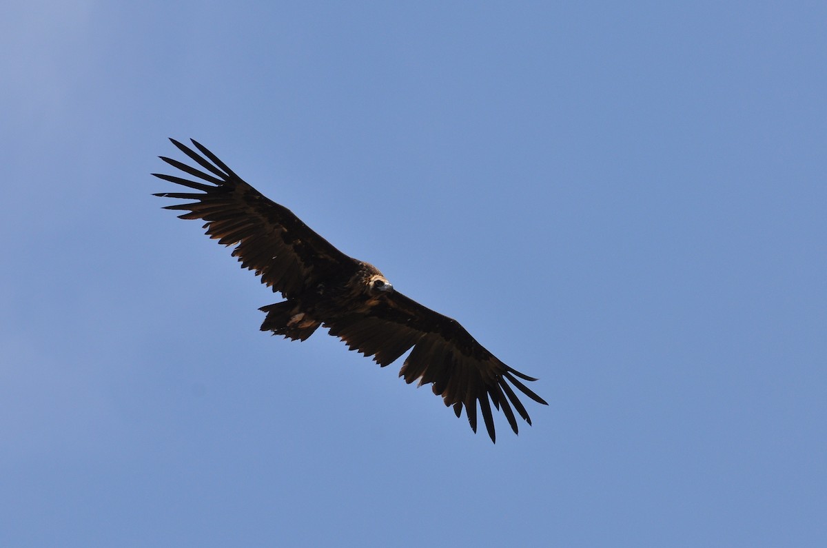 Cinereous Vulture - ML603422211