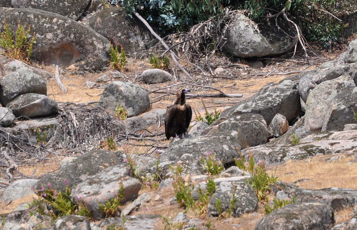 Cinereous Vulture - ML603422221