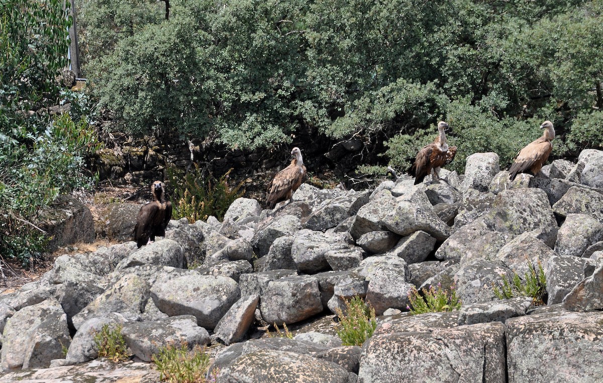 Cinereous Vulture - ML603422341