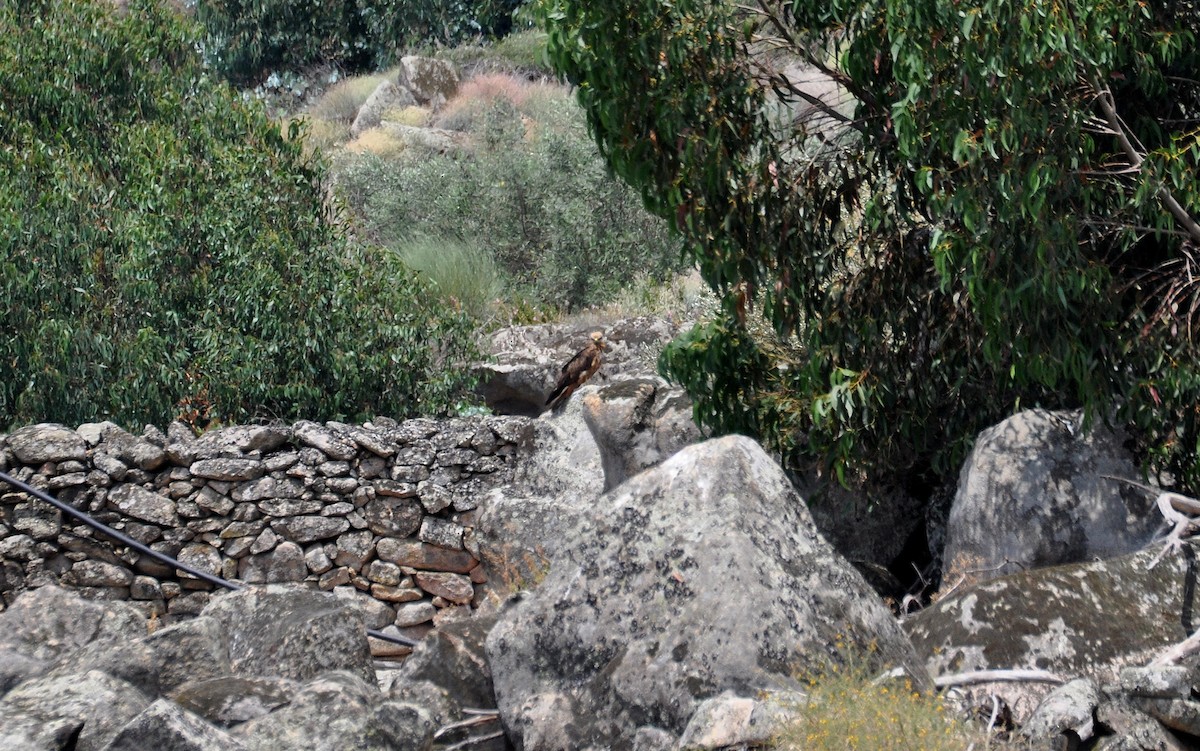 Black Kite - ML603422801