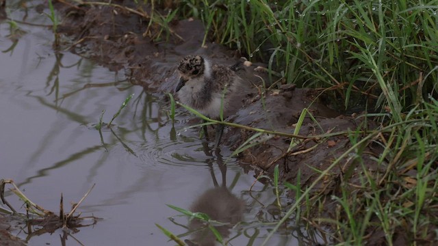 Blacksmith Lapwing - ML603423101