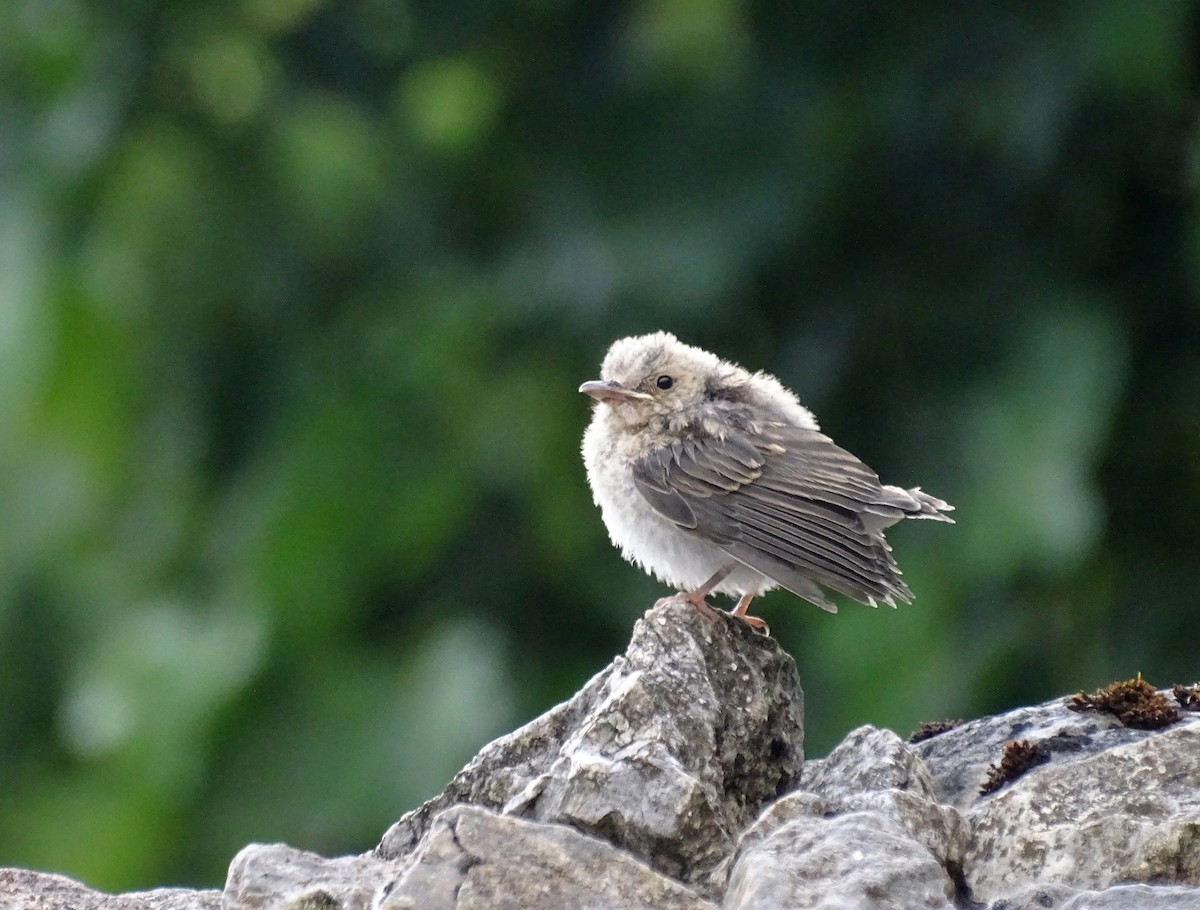 Spotted Flycatcher - Pilar García de Eulate