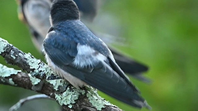 vlaštovka obecná (ssp. erythrogaster) - ML603424151