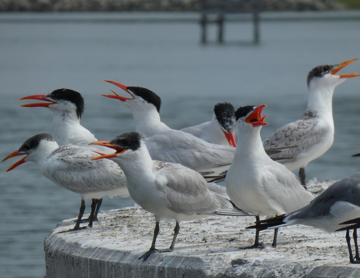Caspian Tern - Brian Taber