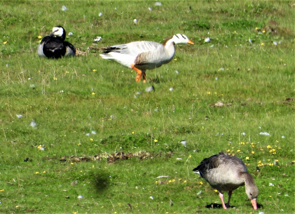 Bar-headed Goose - ML603424941