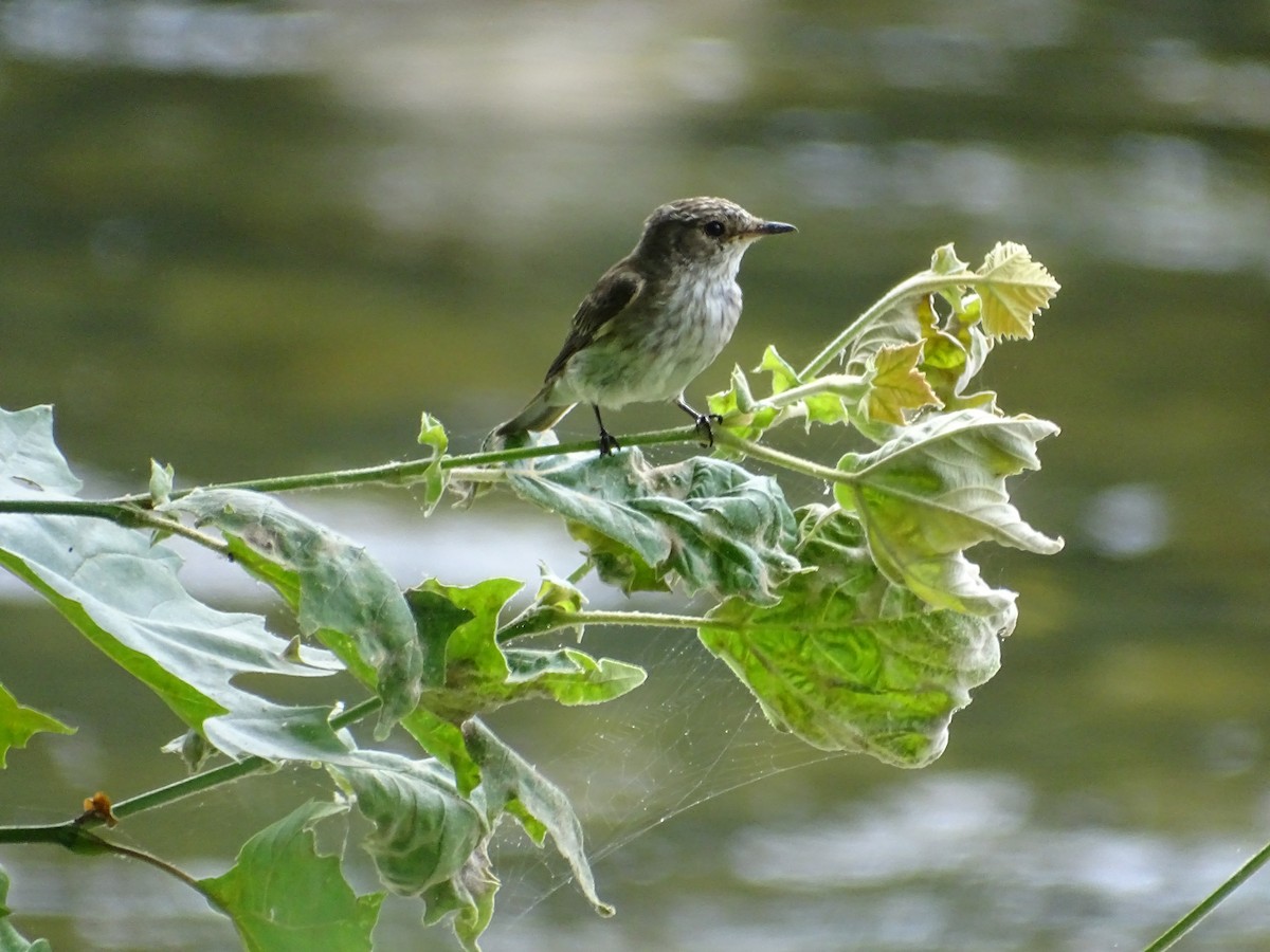 Spotted Flycatcher - ML603425091