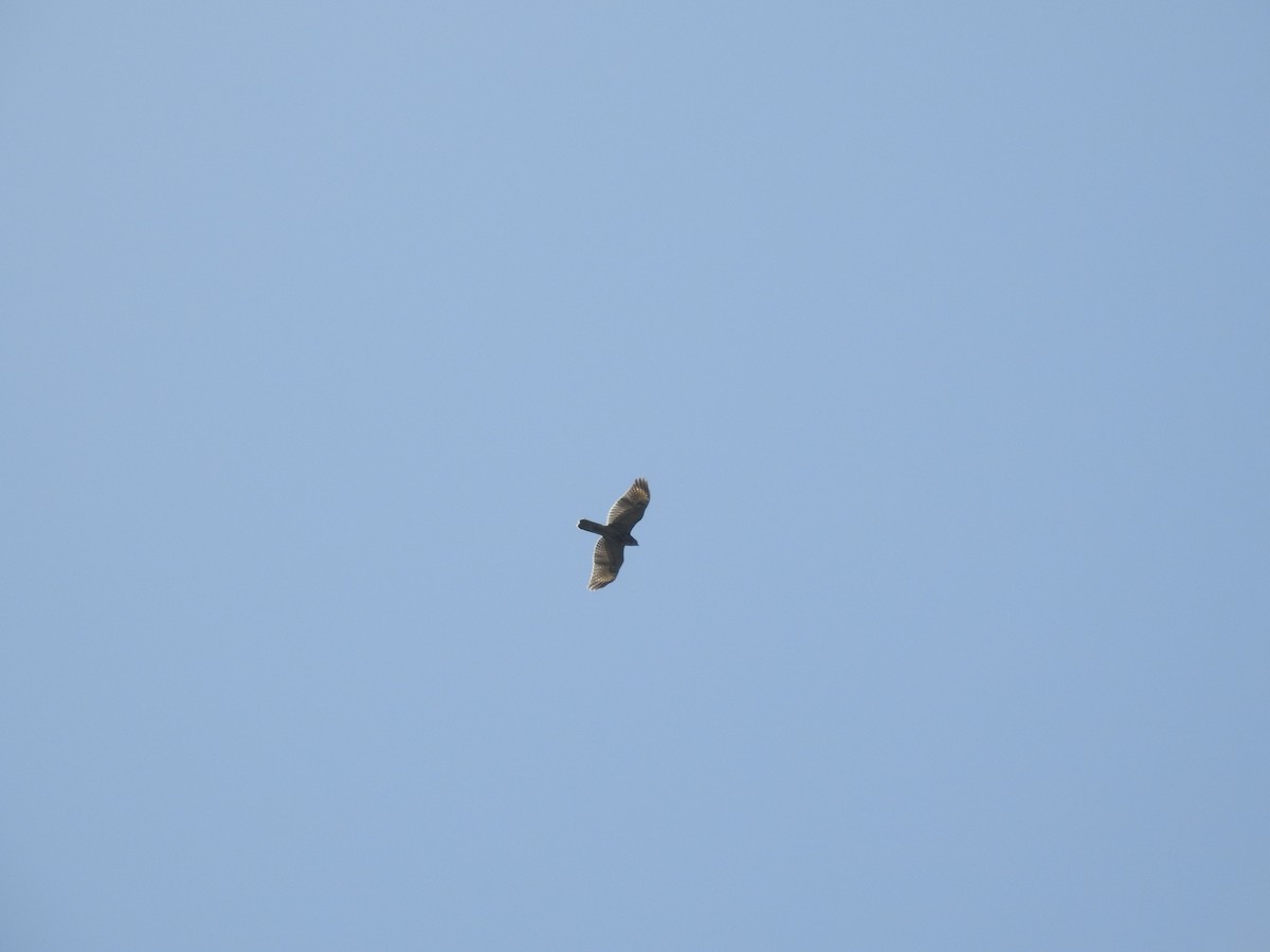 Red-shouldered Hawk - ML603425281