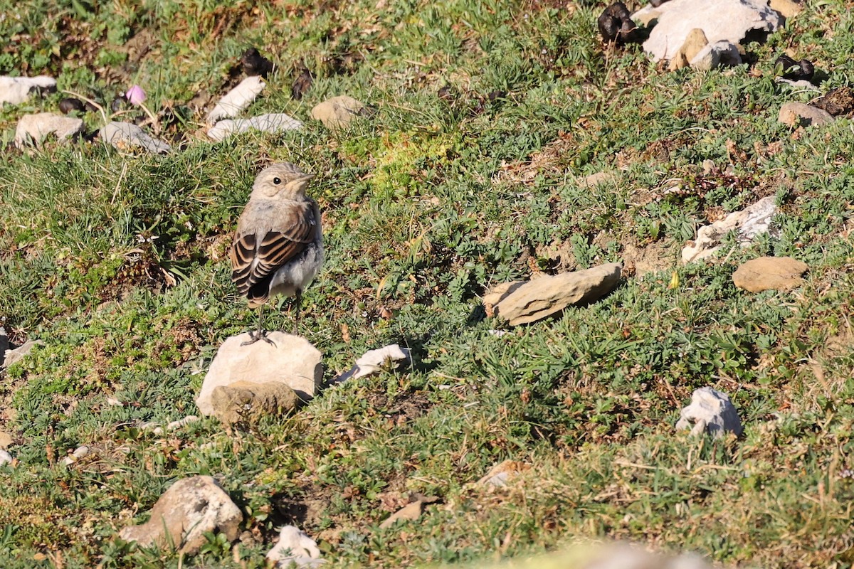 Northern Wheatear - ML603426491