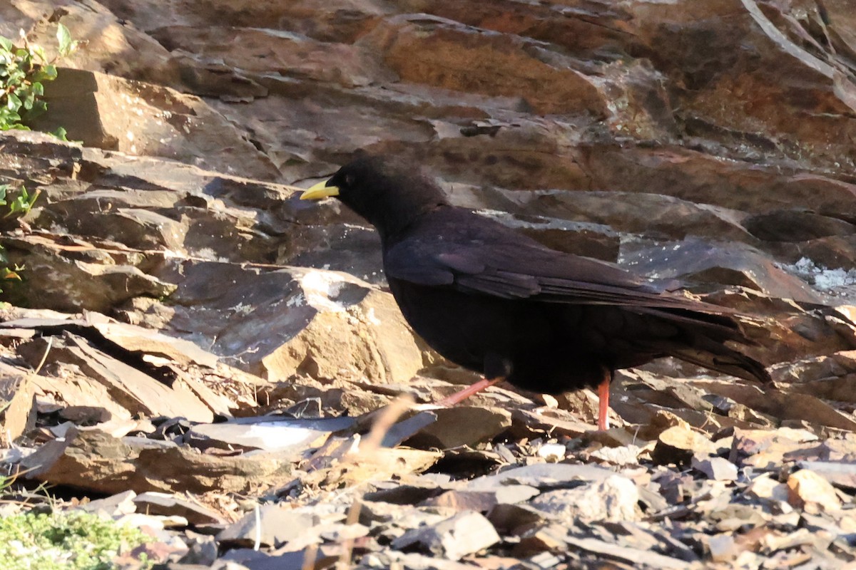 Yellow-billed Chough - ML603426681