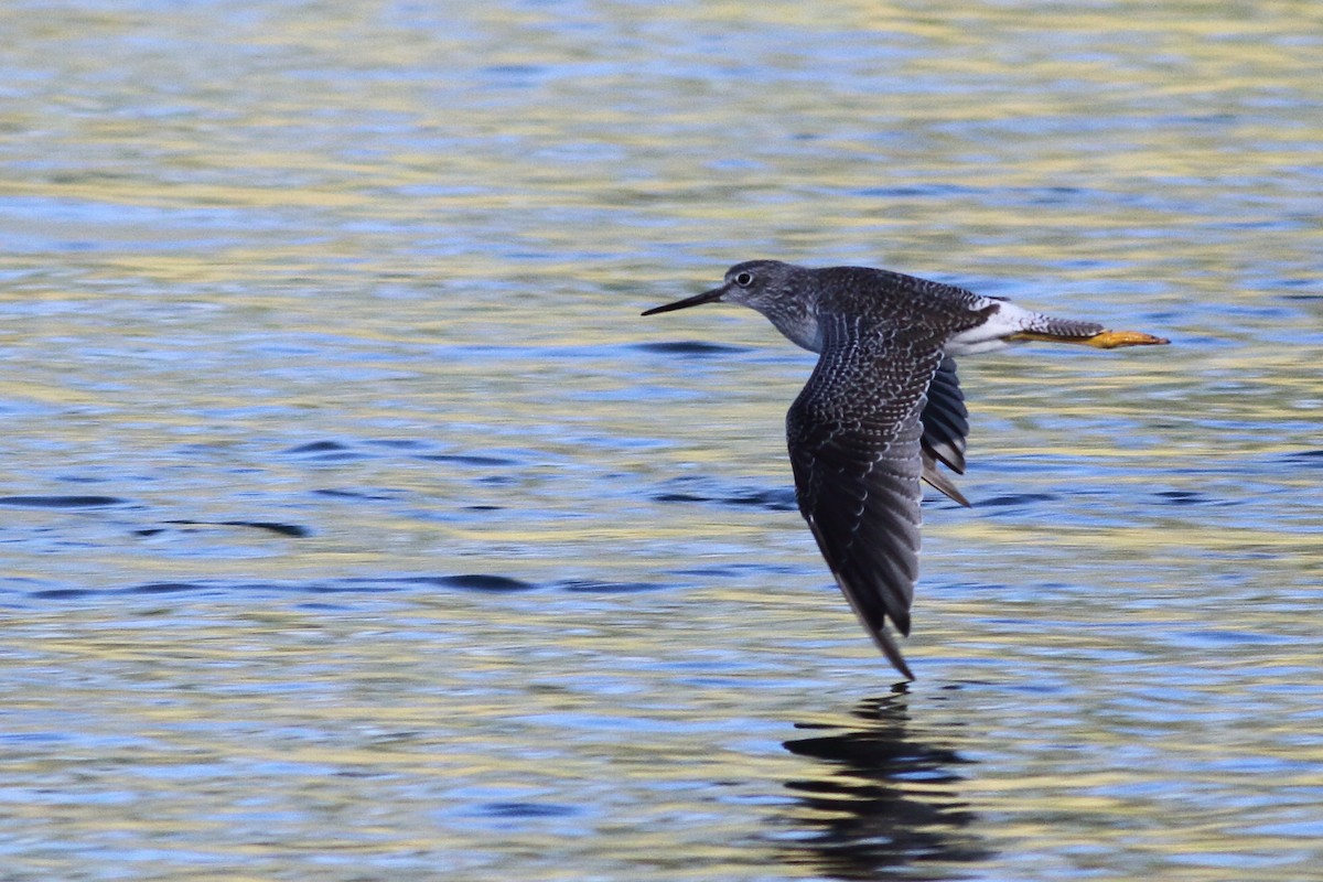 Greater Yellowlegs - Richard Stanton