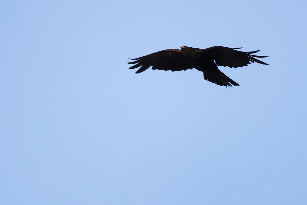 Yellow-billed Chough - ML603427391