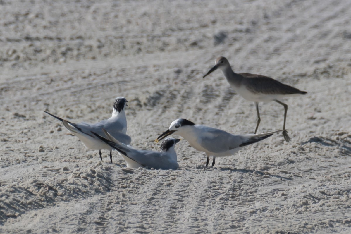 Sandwich Tern - ML603427411