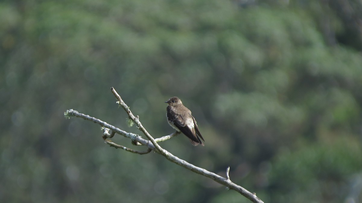Southern Rough-winged Swallow - Xilena Rueda