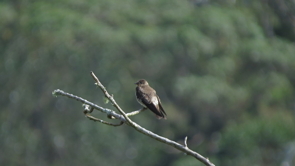 Golondrina Gorjirrufa - ML603428121