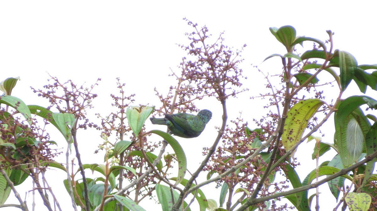 Black-capped Tanager - ML603429101