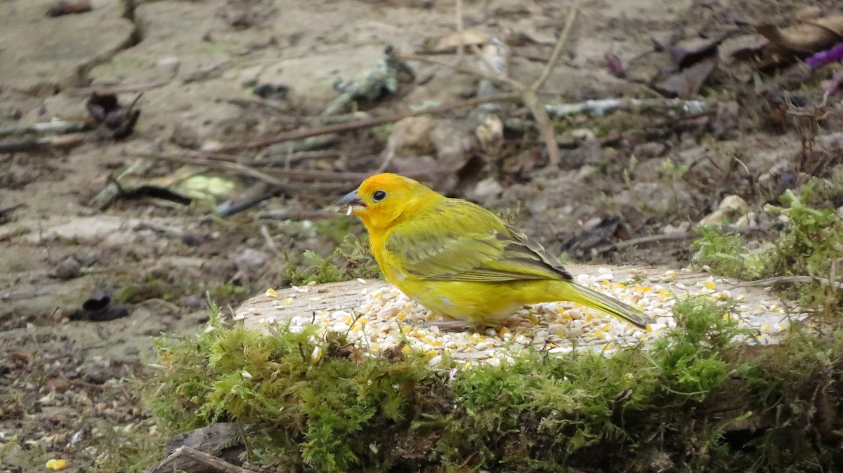 Saffron Finch - Xilena Rueda