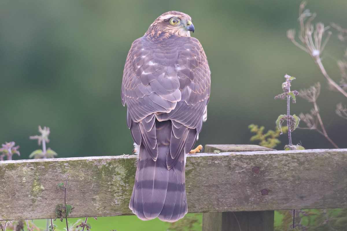 Eurasian Sparrowhawk - ML603430571