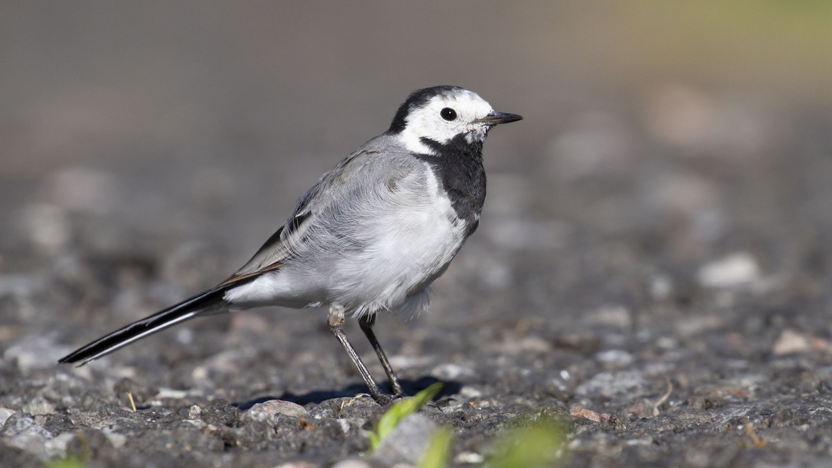 White Wagtail - ML603430881