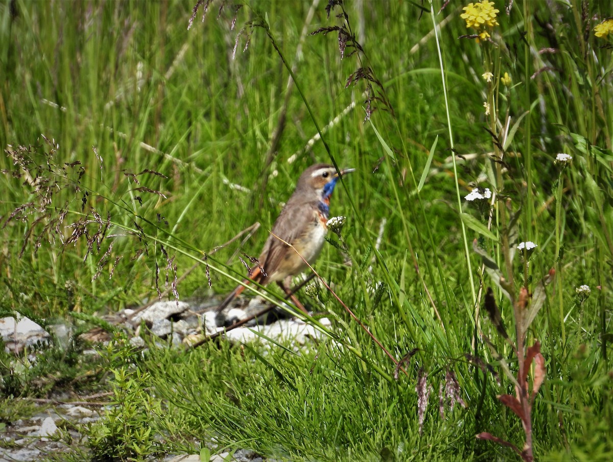 Bluethroat - ML603431461