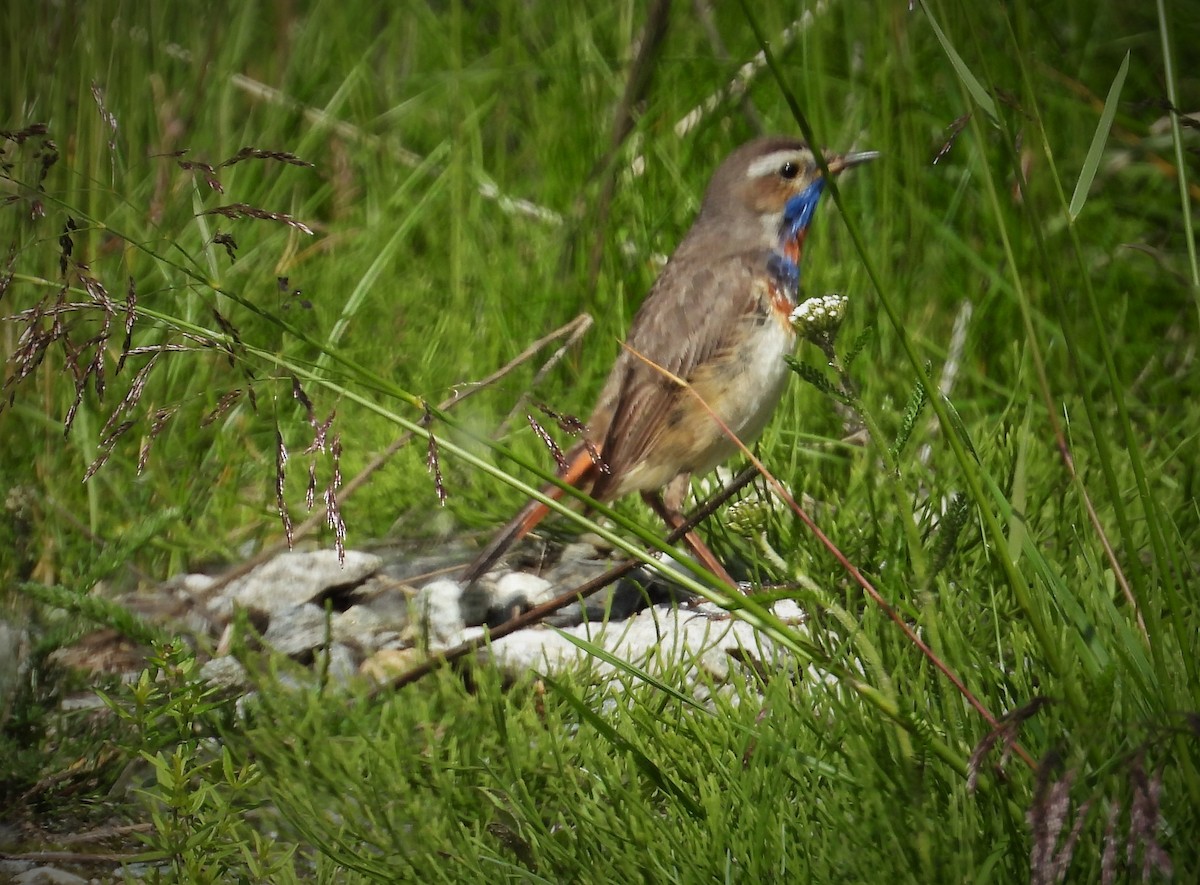 Bluethroat - ML603431561