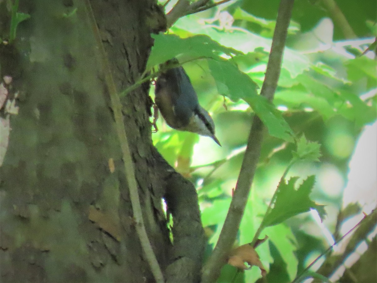 Өрнийн тоншголжин - ML603431621