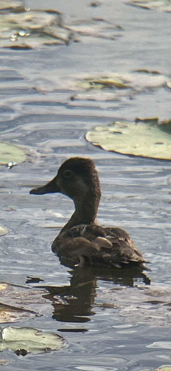 Ring-necked Duck - ML603431711
