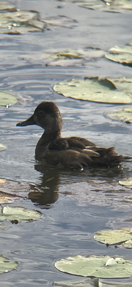 Ring-necked Duck - ML603431741