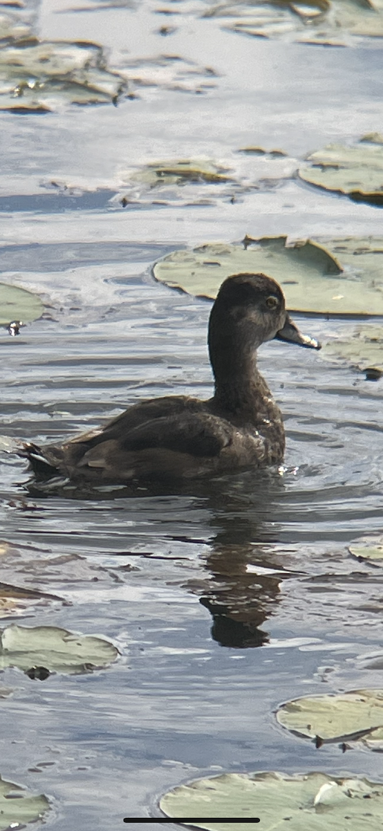 Ring-necked Duck - ML603431751
